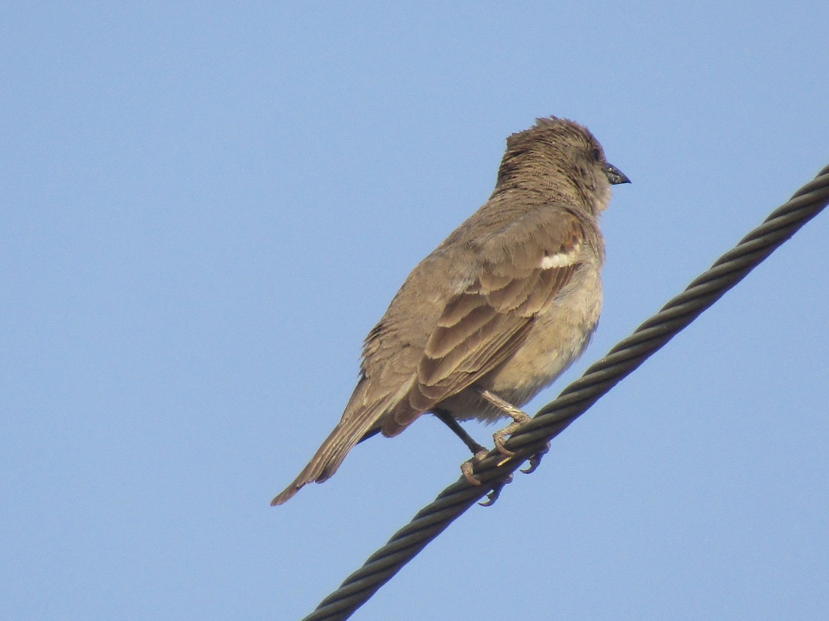 Yellow-throated Sparrow - Shaunak Deshpande