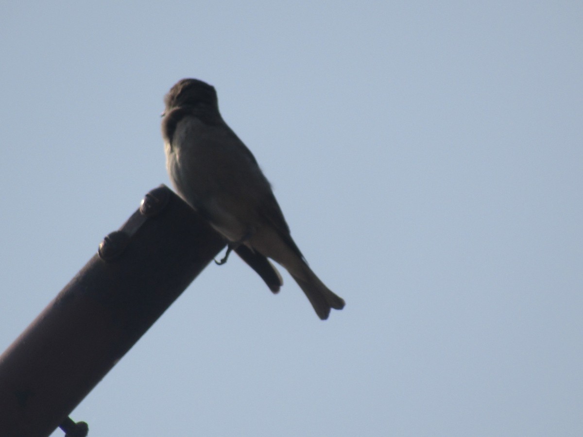 Yellow-throated Sparrow - ML616756130