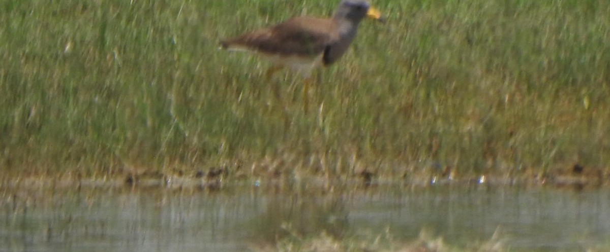 Gray-headed Lapwing - ML616756141