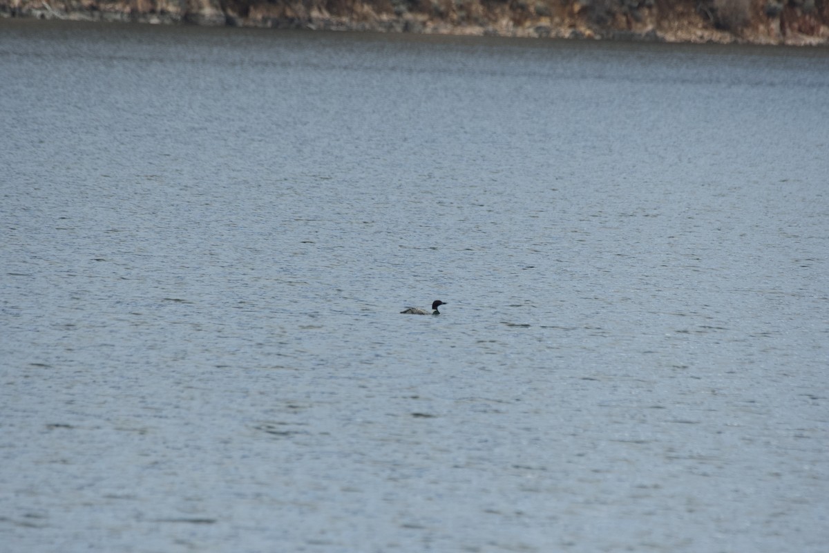 Common Loon - ML616756151