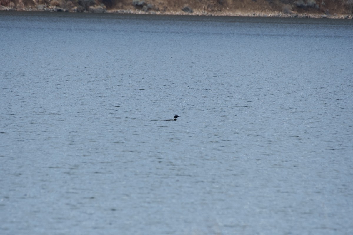 Common Loon - ML616756152