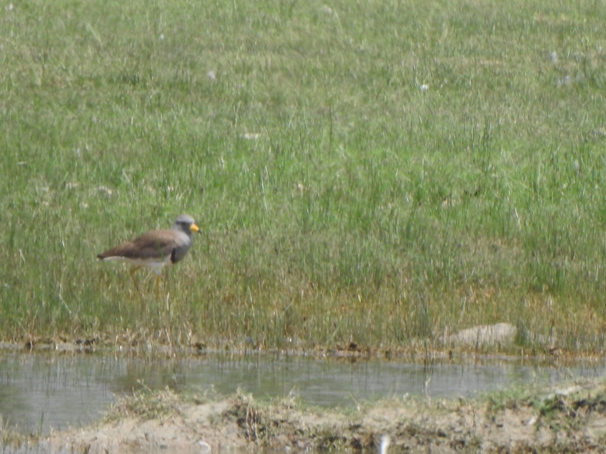 Gray-headed Lapwing - Arulvelan Thillainayagam