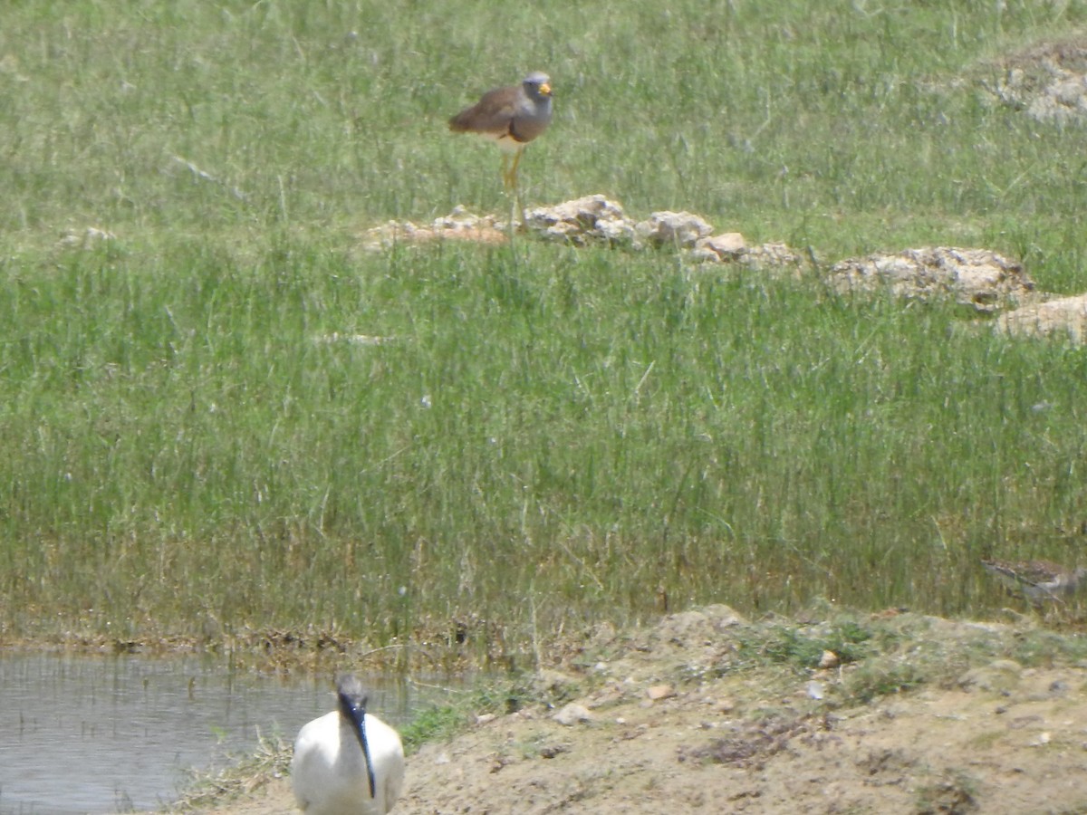 Gray-headed Lapwing - ML616756205