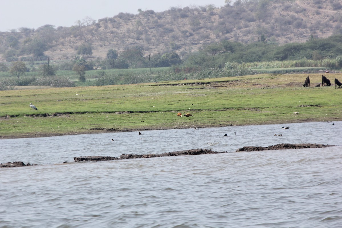 Ruddy Shelduck - ML616756250