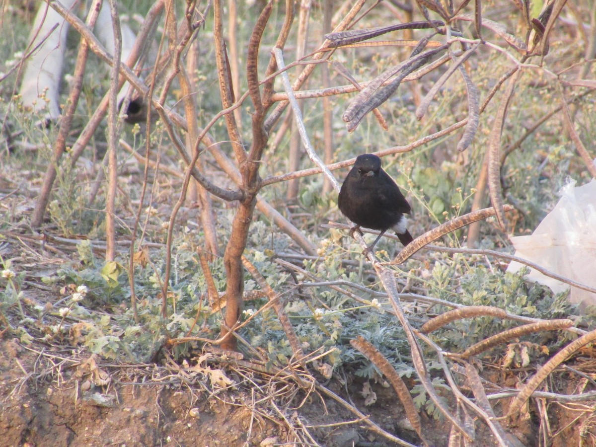 Pied Bushchat - Shaunak Deshpande