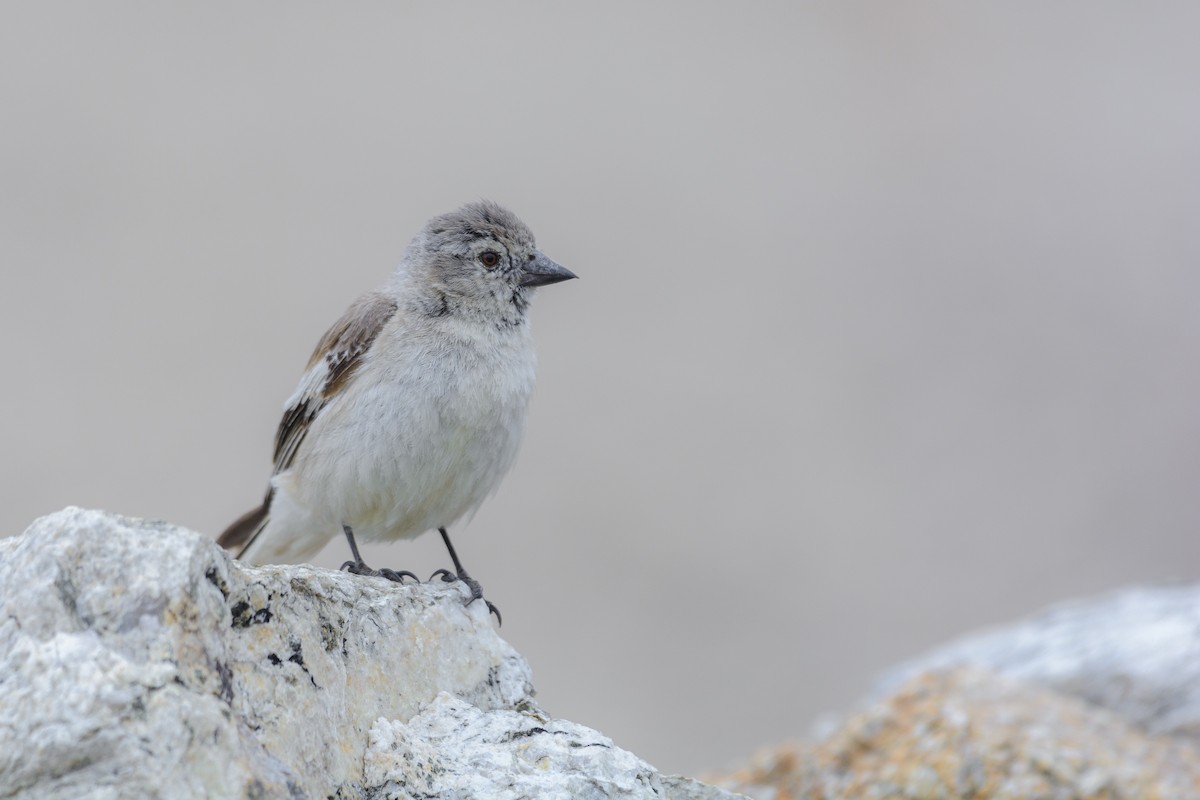 Black-winged Snowfinch - ML616756320