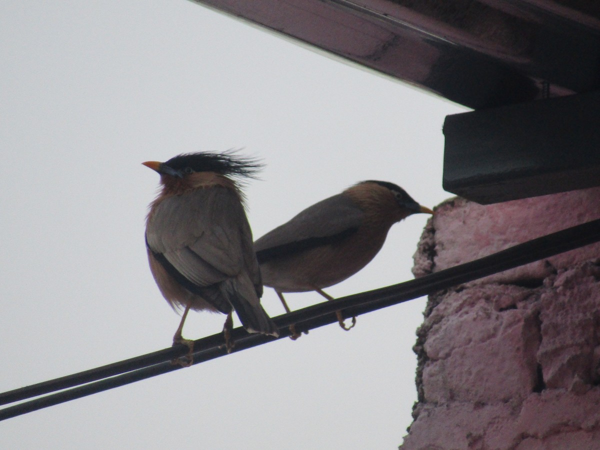 Brahminy Starling - ML616756325