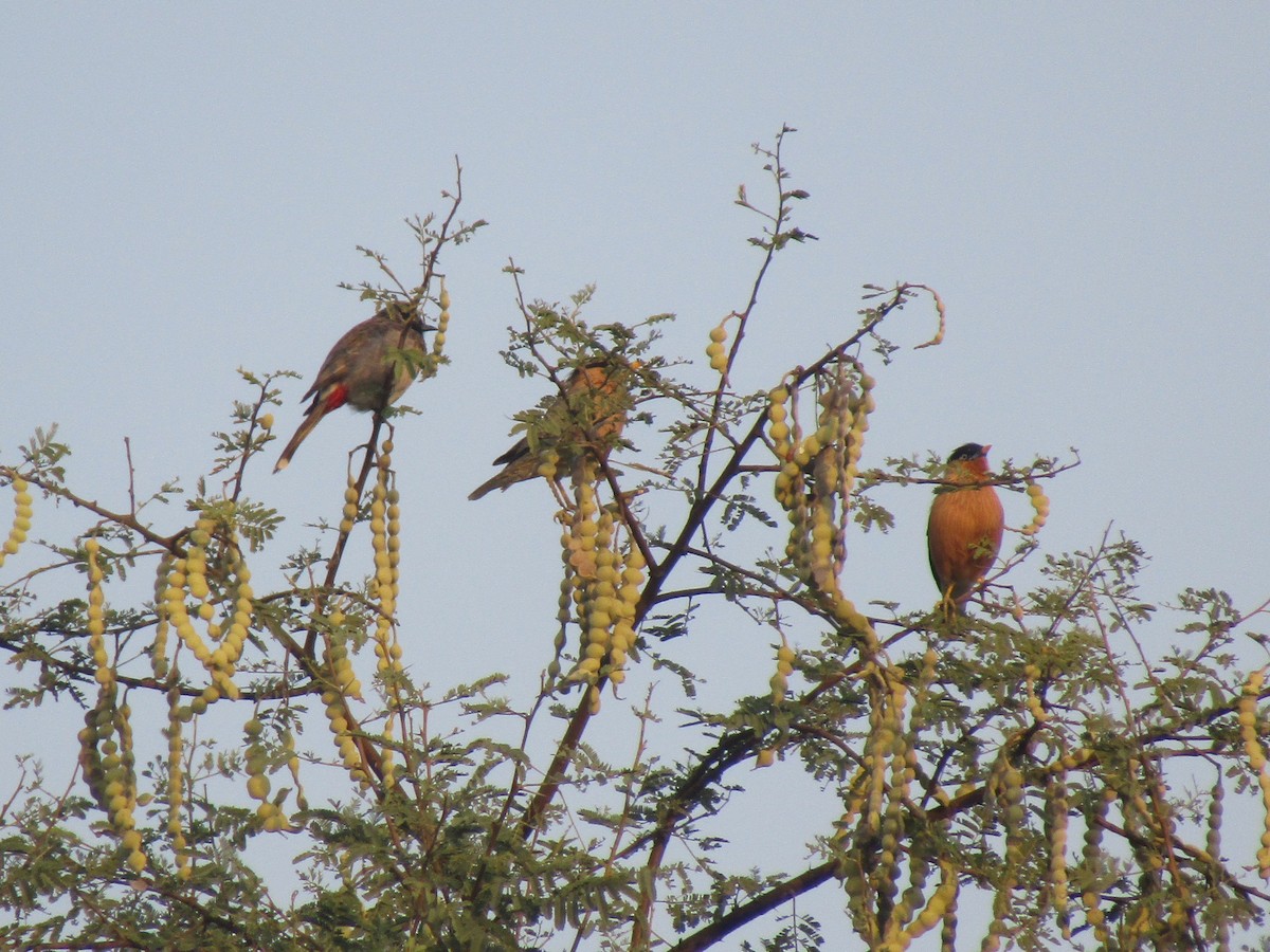 Brahminy Starling - ML616756327