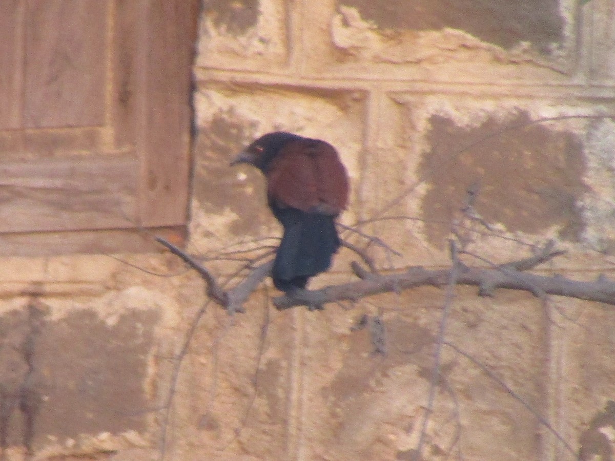 Greater Coucal - Shaunak Deshpande