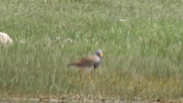 Gray-headed Lapwing - ML616756348