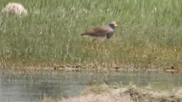 Gray-headed Lapwing - ML616756349