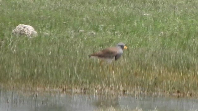 Gray-headed Lapwing - ML616756361