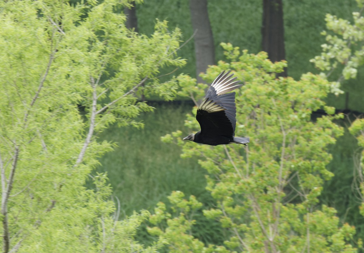 Black Vulture - Ben Rippley