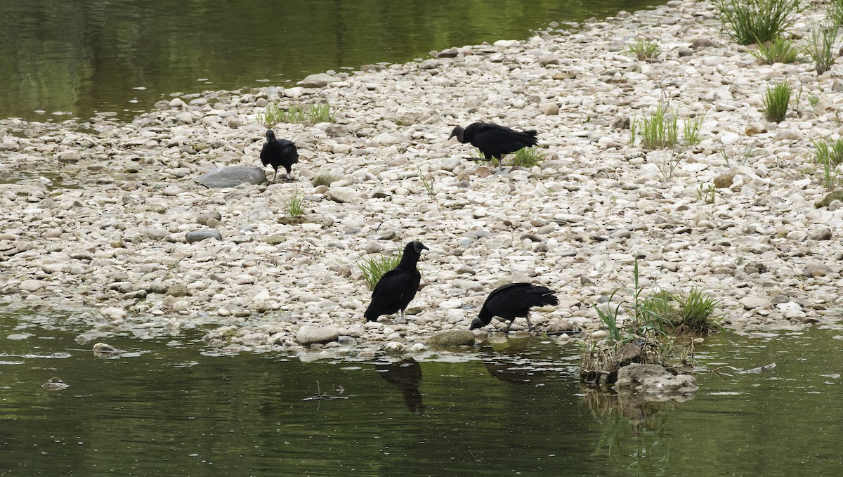 Black Vulture - ML616756365