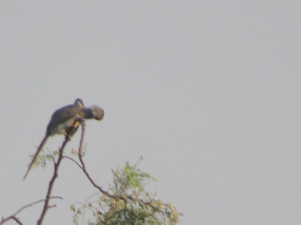 Indian Gray Hornbill - Shaunak Deshpande