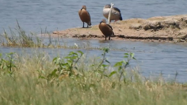 Lesser Whistling-Duck - ML616756369