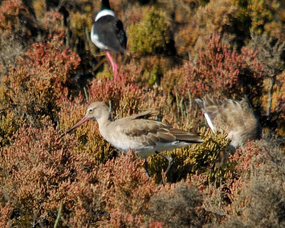 Black-tailed Godwit - ML616756374