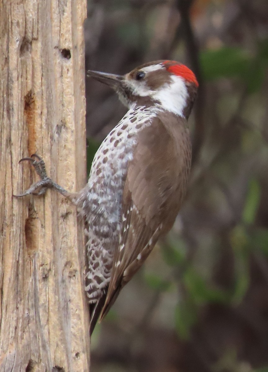 Arizona Woodpecker - Dick Porter