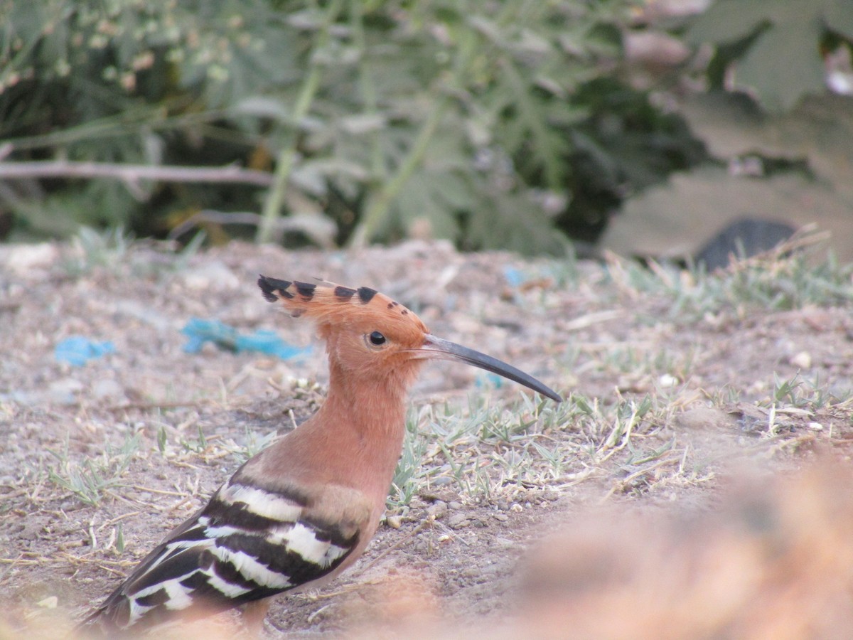 Eurasian Hoopoe - ML616756443