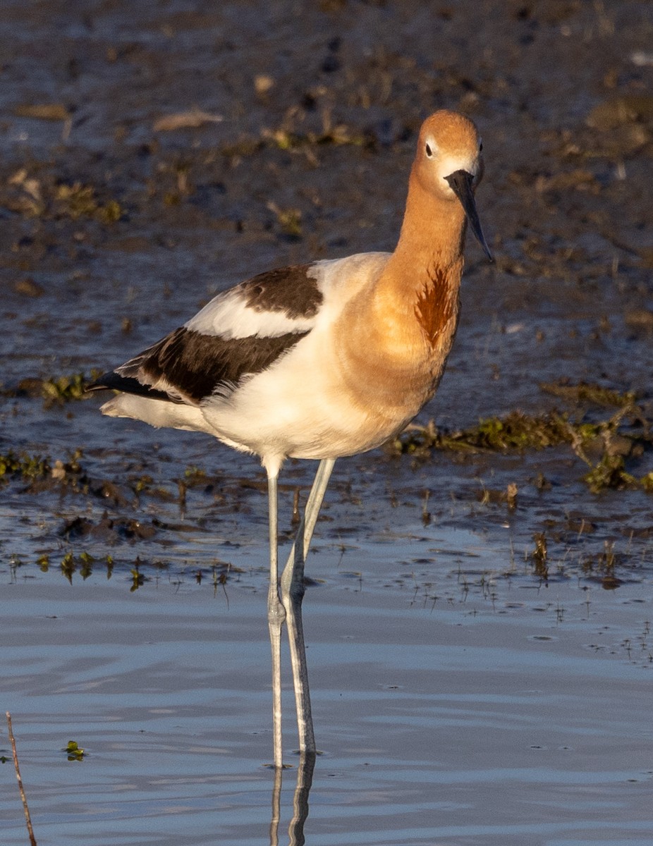 Avocette d'Amérique - ML616756489