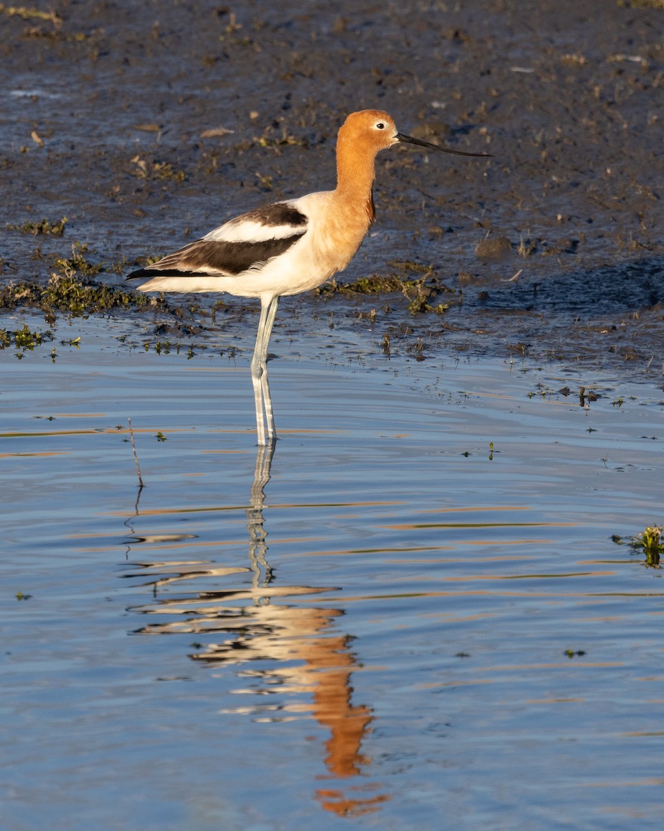 Avocette d'Amérique - ML616756490