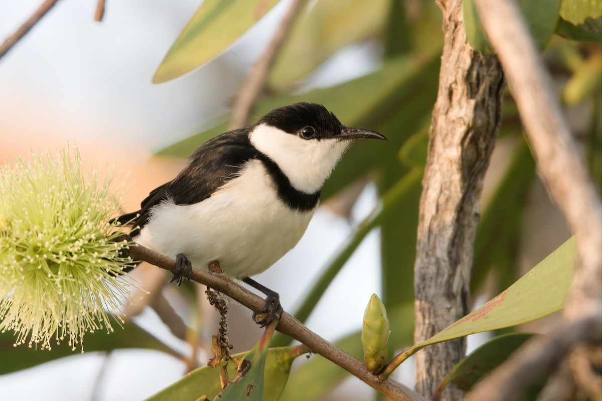 Banded Honeyeater - ML616756527