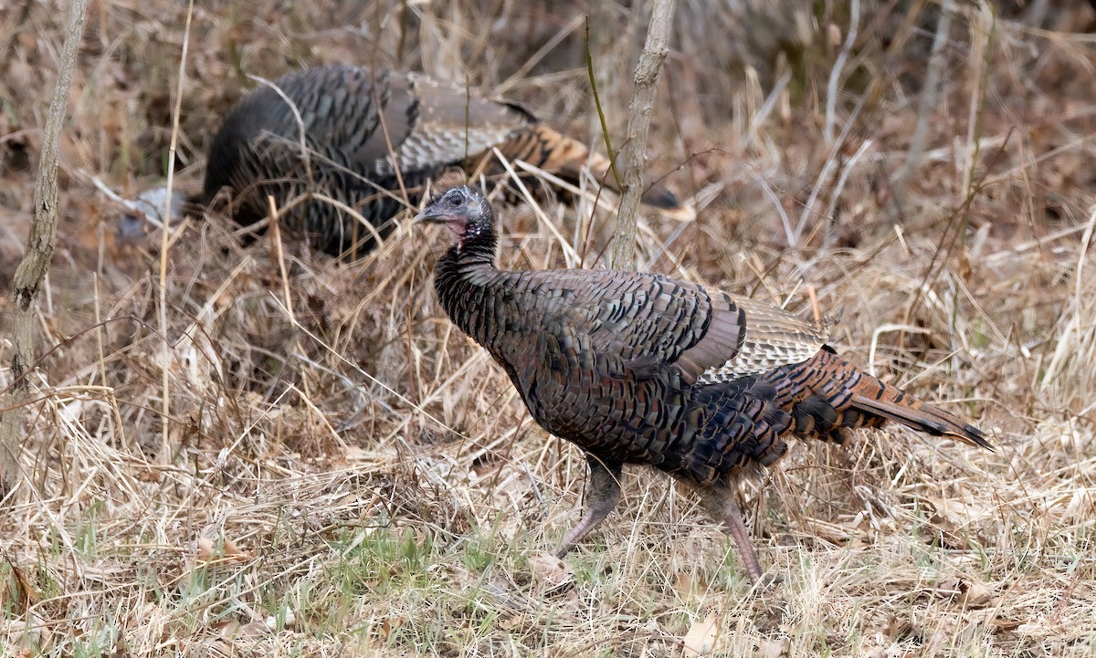 Wild Turkey - ML616756612