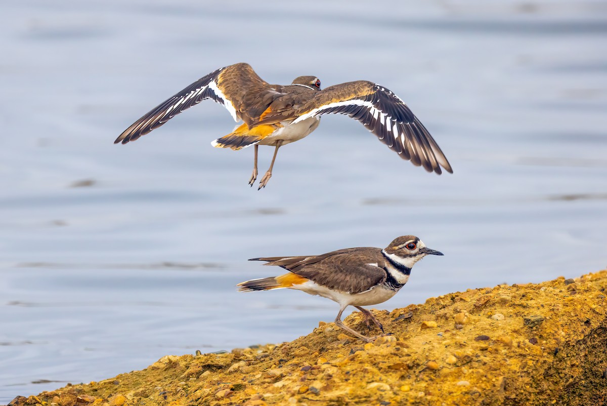 Killdeer - ML616756621