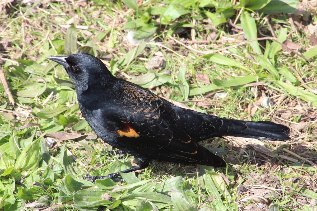 Red-winged Blackbird - Cliff Long