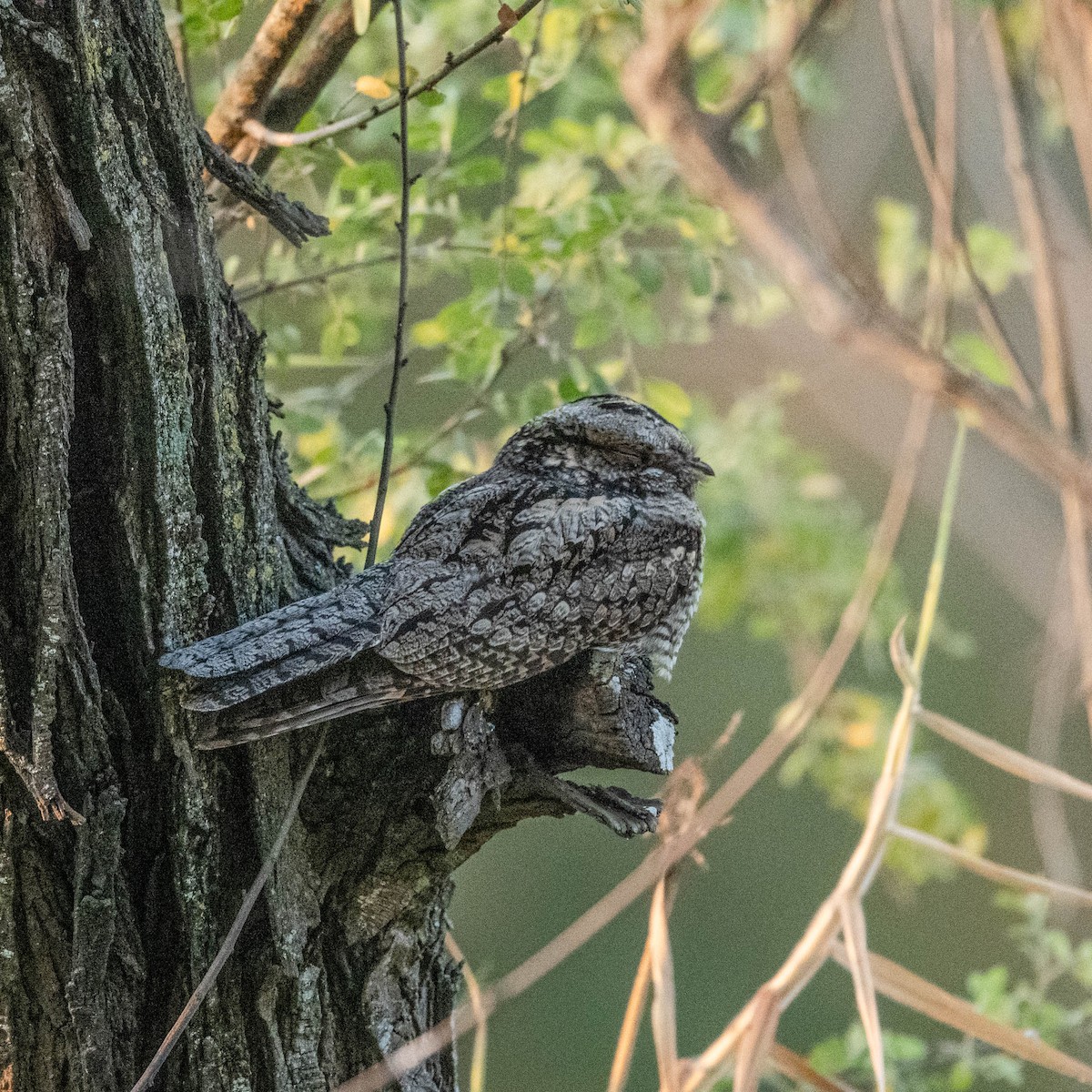 Jungle Nightjar - ML616756688