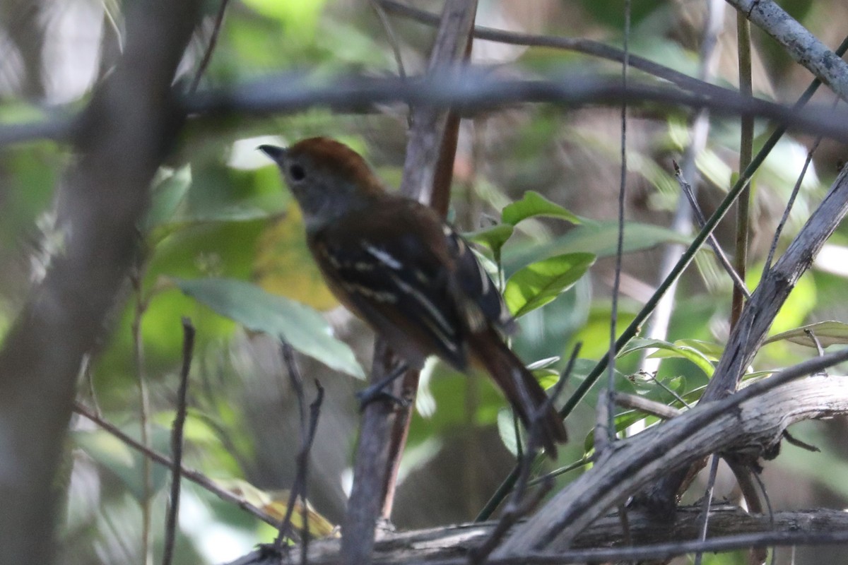 Planalto Slaty-Antshrike - ML616756710