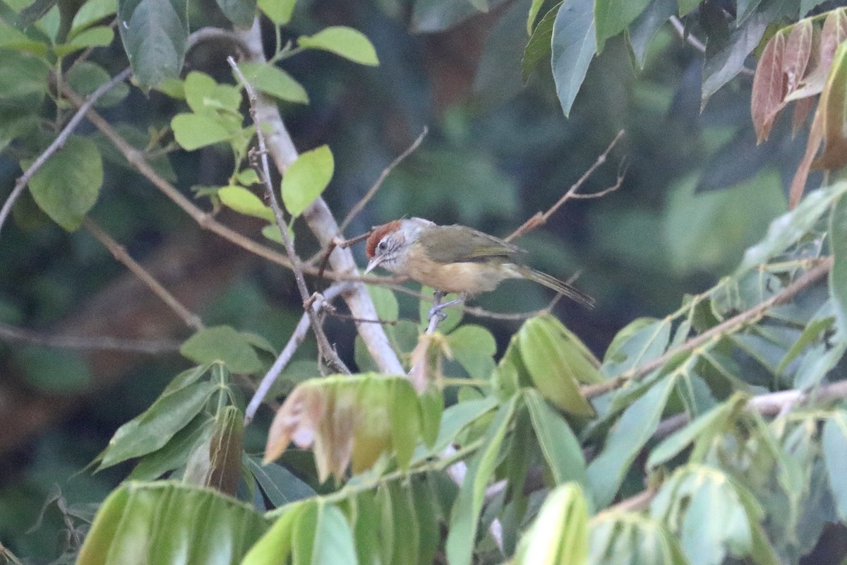 Gray-eyed Greenlet - Stephen Gast