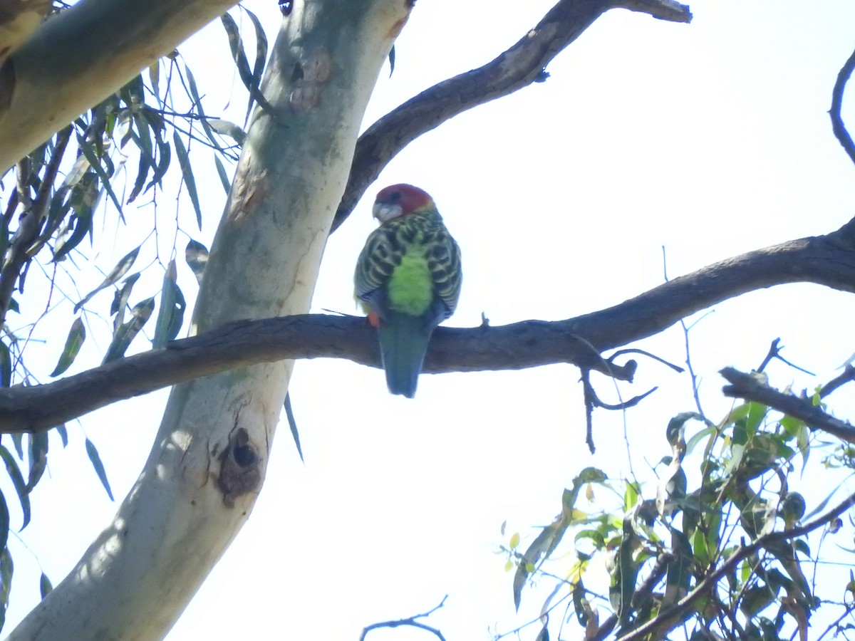 Eastern Rosella - Archer Callaway