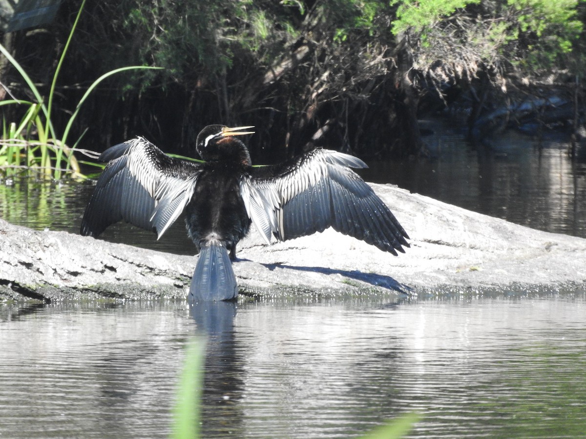 Australasian Darter - Archer Callaway