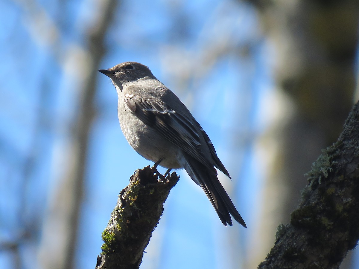 Townsend's Solitaire - Phil Wegener