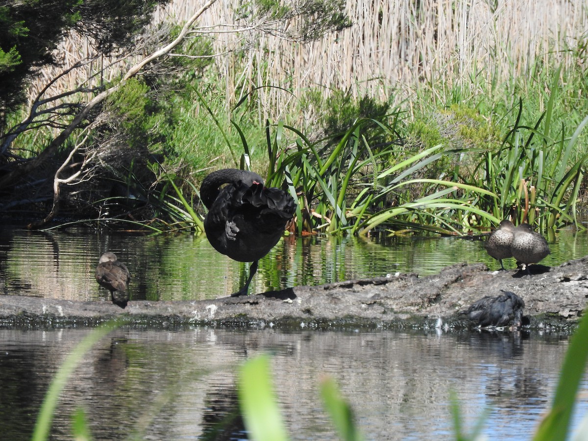 Black Swan - Archer Callaway