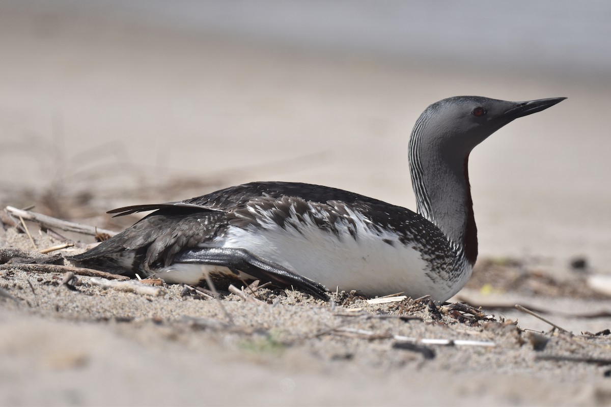 Red-throated Loon - Naresh Satyan