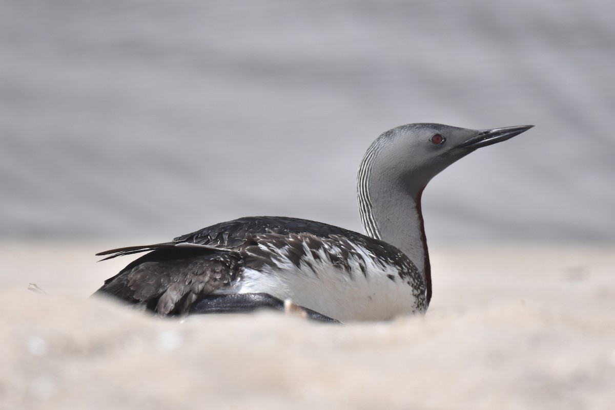 Red-throated Loon - Naresh Satyan