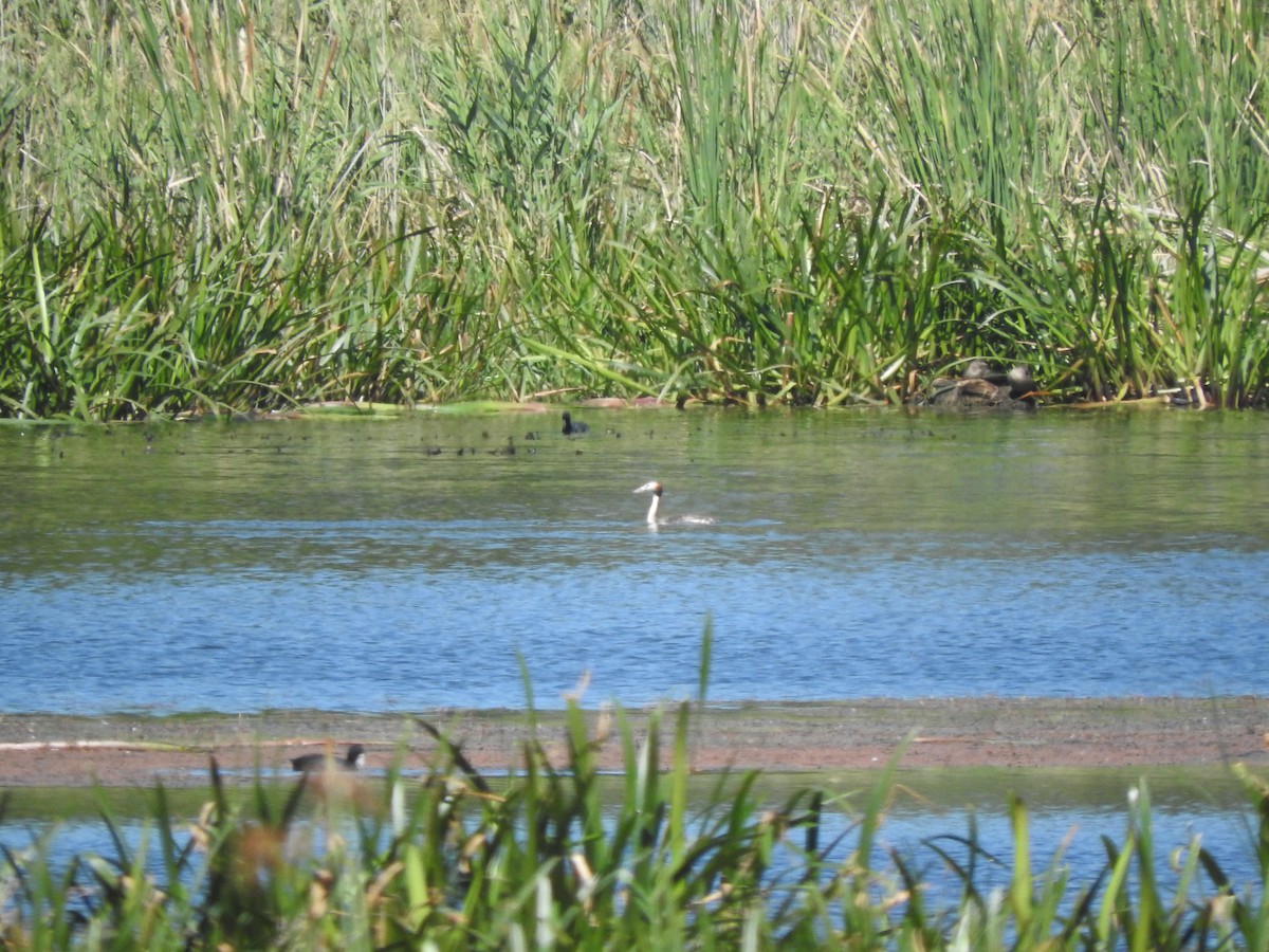 Great Crested Grebe - ML616756871