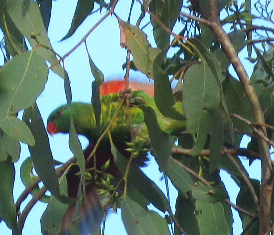Scaly-breasted Lorikeet - Catherine Hirsch