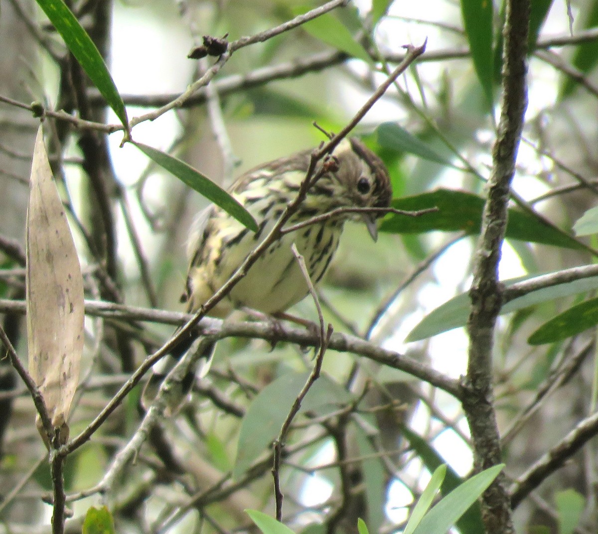 Speckled Warbler - Catherine Hirsch