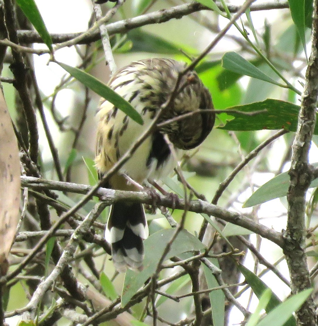 Speckled Warbler - Catherine Hirsch