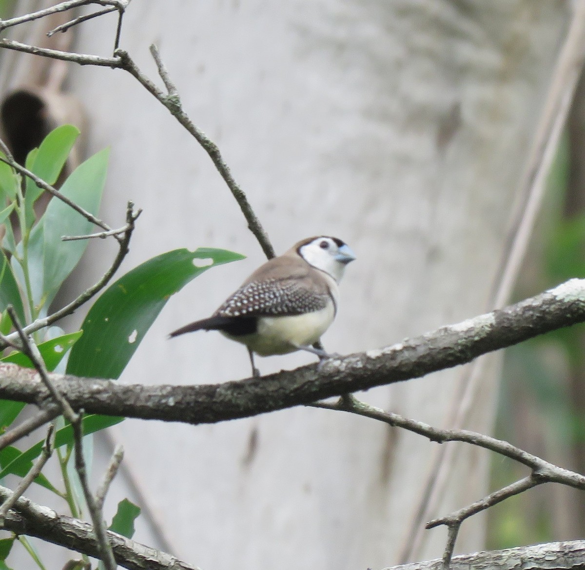 Double-barred Finch - ML616756919