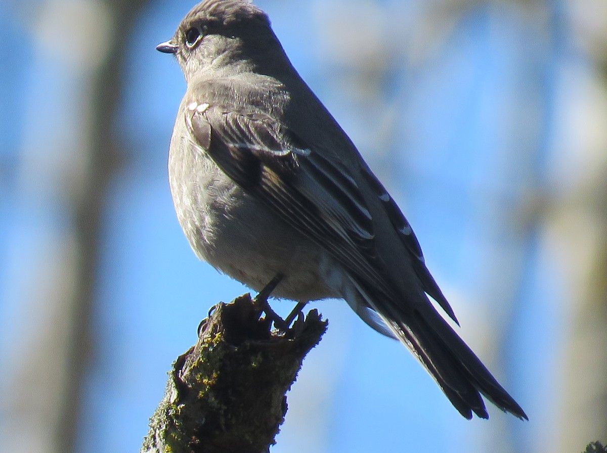 Townsend's Solitaire - ML616756936