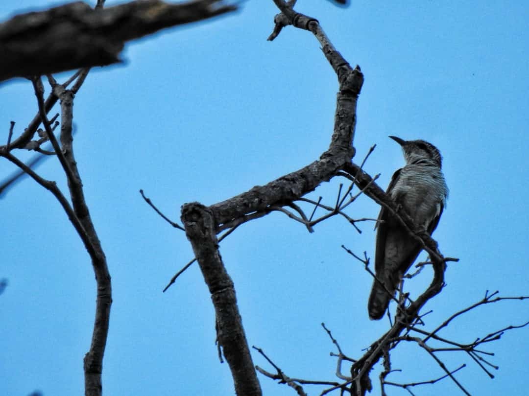 Banded Bay Cuckoo - ML616756961