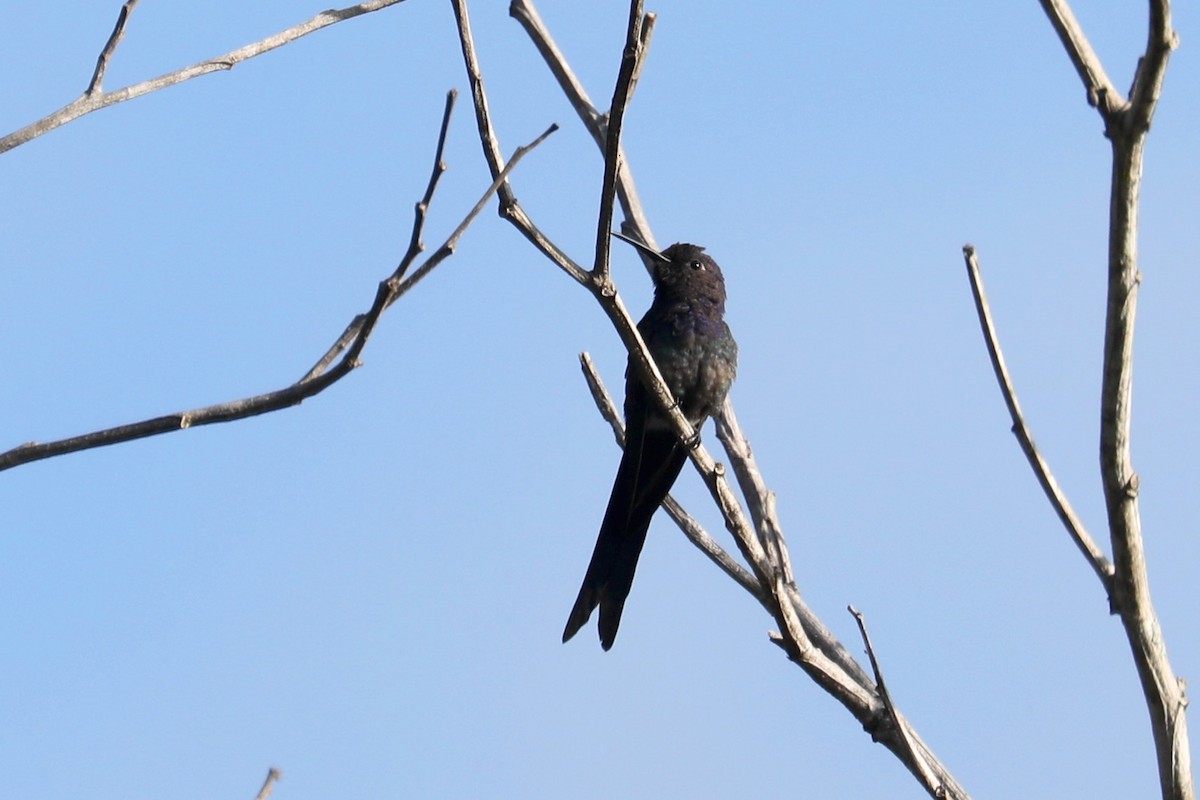 Swallow-tailed Hummingbird - ML616756972
