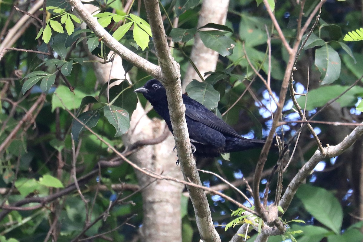 Scarlet-throated Tanager - ML616756974