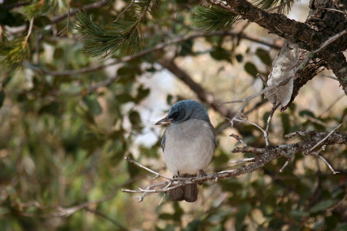 Mexican Jay - ML616757002