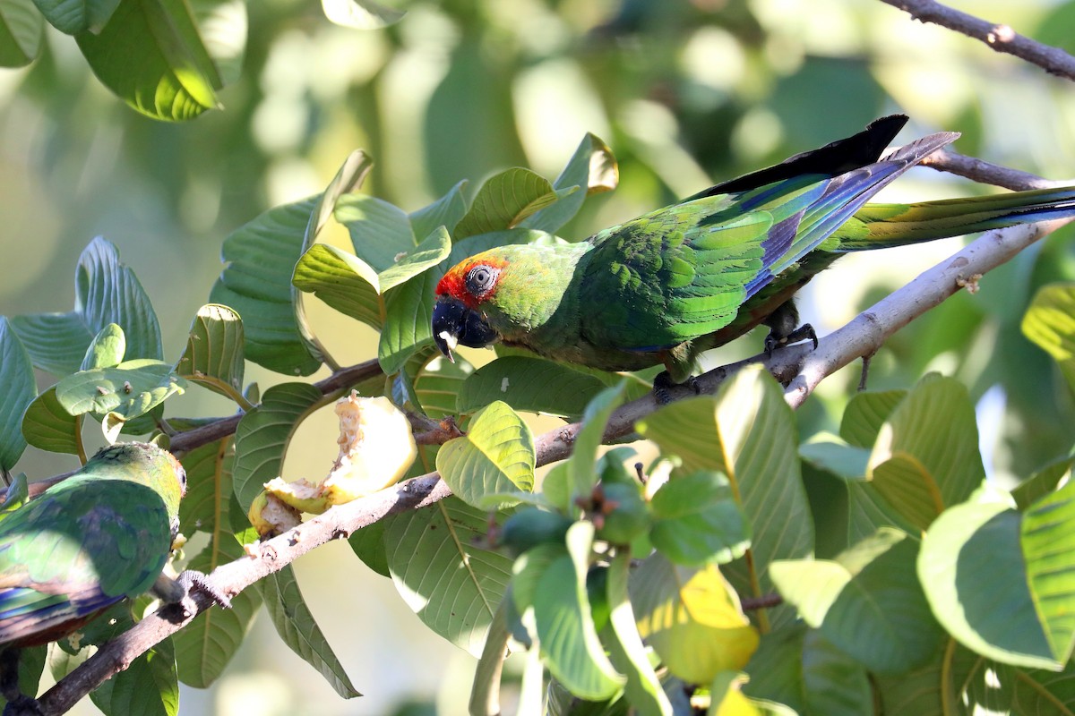 Golden-capped Parakeet - Stephen Gast