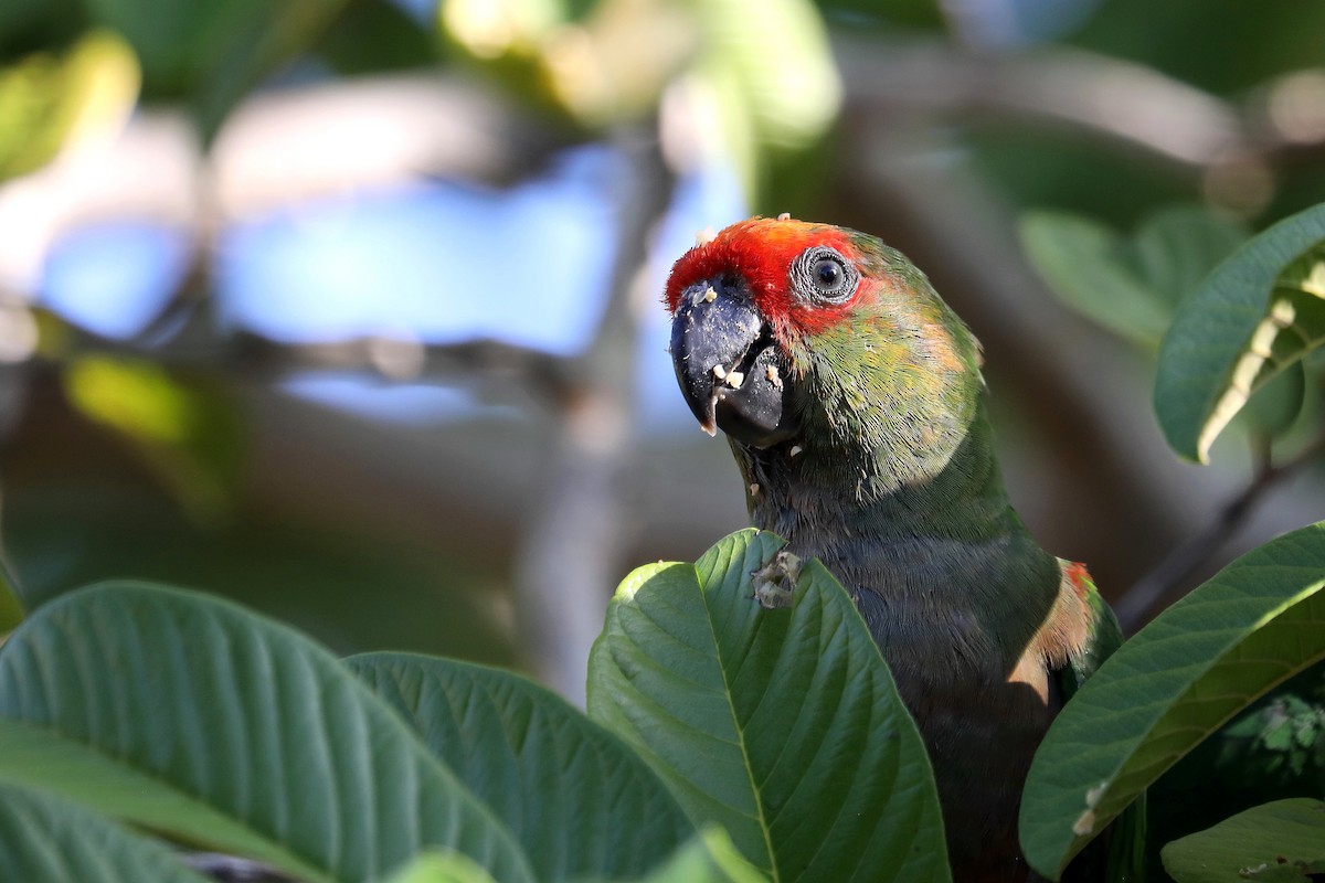 Golden-capped Parakeet - ML616757014